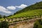 Vineyards in the Colchagua Valley - Chile