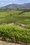 Vineyards in the Colchagua Valley - Chile