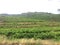 Vineyards at Collioure France