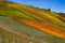 Vineyards with colorful discolored autumn leaves