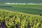Vineyards and cornfield, rural La Rioja, Spain