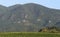 Vineyards in Corsica island