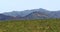 Vineyards in Corsica island