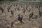 Vineyards of Cotes de Provence in spring, Bandol wine region, wine making in South of France