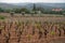 Vineyards of Cotes de Provence in spring, Bandol wine region, wine making in South of France