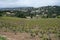 Vineyards of Cotes de Provence in spring, wine making in South of France