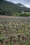 Vineyards of Cotes de Provence in spring, wine making in South of France