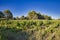 Vineyards and Country