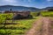 Vineyards and country road in Tuscany