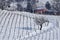 Vineyards covered with snow in Piedmont .
