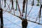 Vineyards covered with white snow in winter. Close - up.