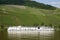 Vineyards and cruise ship on Moselle river