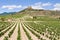 Vineyards and Davalillo castle, La Rioja (Spain)