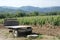 The vineyards of Demir Kapija, Macedonia