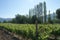 The vineyards of Demir Kapija, Macedonia