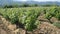 The vineyards of Demir Kapija, Macedonia