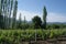 The vineyards of Demir Kapija, Macedonia