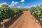 Vineyards Designation of origin Los Valles in Brime de Urz county of the Valleys of Benavente in Zamora Castilla y Leon, Spain