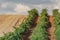 Vineyards Designation of origin Los Valles in Brime de Urz county of the Valleys of Benavente in Zamora Castilla y Leon, Spain