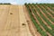 Vineyards Designation of origin Los Valles in Brime de Urz county of the Valleys of Benavente in Zamora Castilla y Leon, Spain