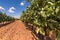 Vineyards Designation of origin Los Valles in Brime de Urz county of the Valleys of Benavente in Zamora Castilla y Leon, Spain