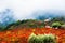 Vineyards in Douro river valley in misty morning, Portugal