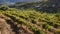 Vineyards of the Douro valley in Portugal