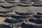 Vineyards dug in holes in the ground with a protective wall against the wind at Lansarote Island. Canary Islands.