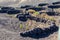 Vineyards dug in holes in the ground with a protective wall against the wind at Lansarote Island. Canary Islands.