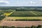 Vineyards in Dworzno village, Poland