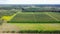 Vineyards in Dworzno village, Poland