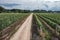 Vineyards in Dworzno village, Poland