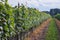 Vineyards in Dworzno village, Poland