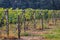 Vineyards in Dworzno village, Poland