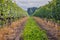 Vineyards in Dworzno village, Poland