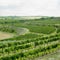 vineyards, Eko Hnizdo, Czech Republic