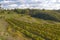 vineyards, Eko Hnizdo, Czech Republic