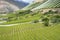 Vineyards of the Elqui Valley, Andes part of Atacama