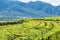 Vineyards in Eppan municipality of South Tirol, Italy