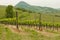 Vineyards at Euganean hills, Veneto, Italy during spring