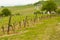 Vineyards at Euganean hills, Veneto, Italy during spring