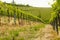 Vineyards at Euganean hills, Veneto, Italy during spring