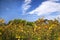 Vineyards Fall Blue Sky Napa California