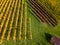 Vineyards in fall colors near Stuttgart, Germany