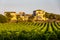 Vineyards and farmhouse in background in Marsala in Sicily, Italy