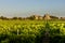 Vineyards and farmhouse in background in Marsala in Sicily, Italy