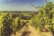 Vineyards field in Italy with sun