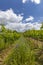 Vineyards with flovers near Cejkovice, Southern Moravia, Czech Republic