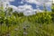 Vineyards with flovers near Cejkovice, Southern Moravia, Czech Republic