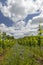 Vineyards with flovers near Cejkovice, Southern Moravia, Czech Republic